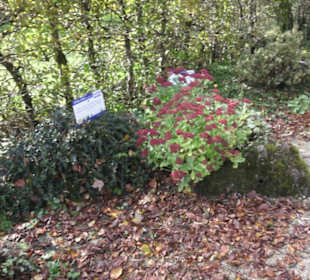 Kneipp`scher Sinnesgarten