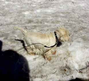 Ihr Reich Schnee pur