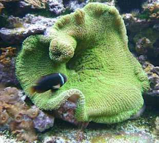 Fisch mit Koralle