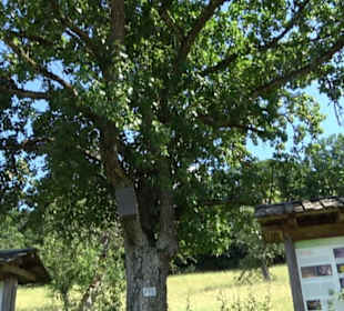 Eduard Lucas Musterobstgarten Mähringen