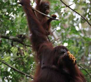 Affenmutter mit Affenkind