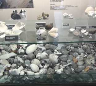 Meeresmuseum Stralsund