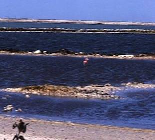 Ein Flamingo vor den Salzbergen