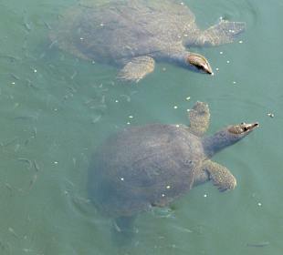 Riesenweichschildkröten ca. 300 Meter am Strand entlang