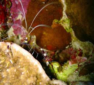 Rotweiße Scherengarnele