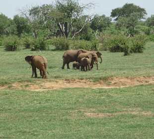 Safari
