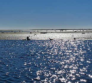 Parque Natural da Ria Formosa