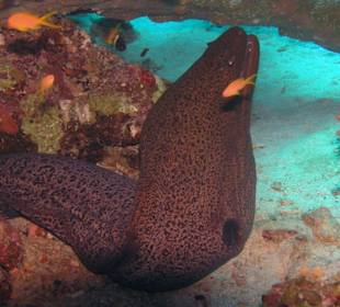 Muräne im Roten Meer