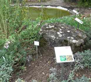 Apothekergarten