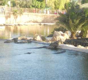 Krokodilfarm in Nähe des Hotels