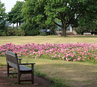 Im Rosengarten des Nordparks