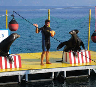 Kleine Vorführung mit den Seelöwen vom Boot aus