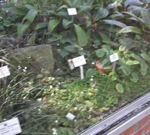 Botanischer Garten