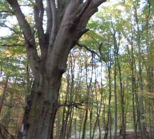 Baumriesen - Dicke Buche