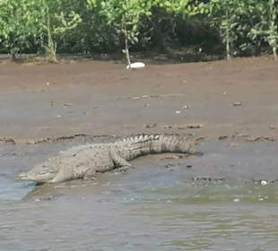 Krokodil am Ufer