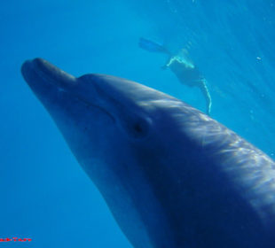 Delphintour mit Bakadi-Tours