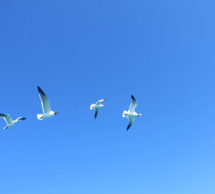 Möven auf der Saone Tour über dem Boot