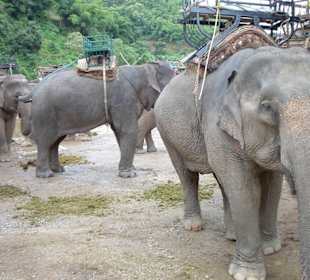 Elefantentour