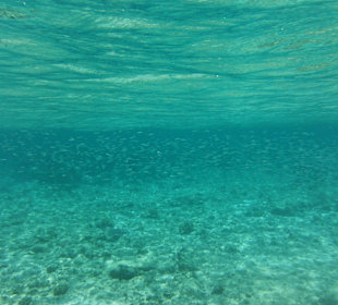 Hausriff, rechts von der Marina