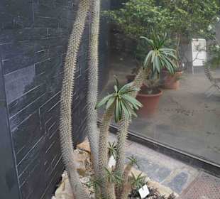 Anlage Planten un Blomen