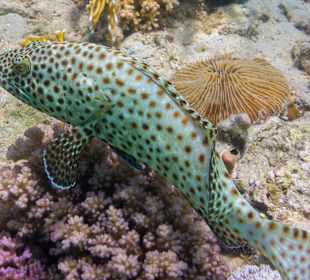 Rostflecken-Zackenbarsch