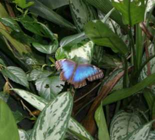Schmetterling
