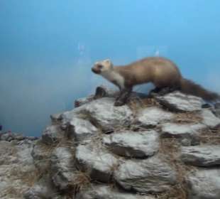 Jagdtier + Vogelkunde