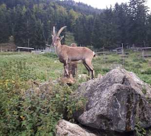 Steinbock