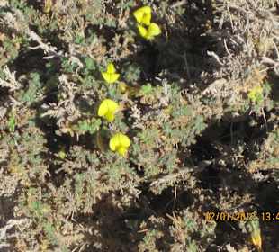 Blümchen im Geröll