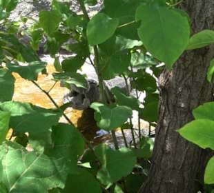 Land der Abenteuer - Dschungel X-pedition