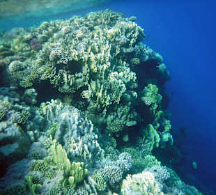 Rwelt Riff Rohanou Beach Resort