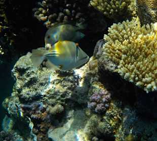 Schnorcheln Sharm el Sheikh