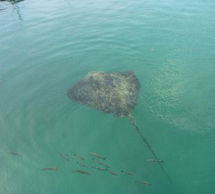 Rochen im Hafen von Morro Jable