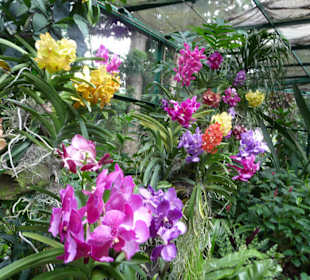 Orchideenpark in Singapur