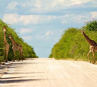 Giraffes on road