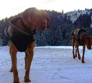 Hunde fahren gratis mit den Bergbahnen von Flumserberg: wau 