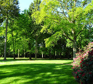 Hauptblüte im Rhododendronpark Bremen