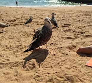 Praia de Nossa Senhora da Rocha