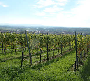 Bei einer Weinbergswanderung bei Sommerach