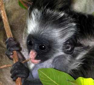 Bébé redcollobus au Jozany park