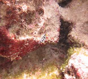 Schnorcheln Marsa Abu Galawa Hurghada