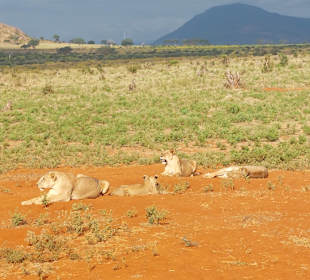 Tsavo Ost 