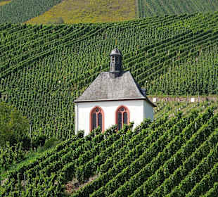 Alleine in den Weinbergen