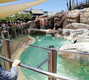 Die tägliche Delfin-Liveshow