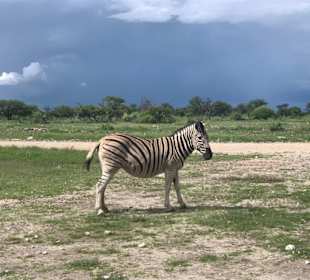 Zebra