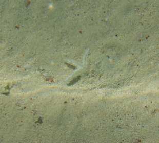 Seestern auf der Insel