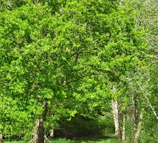 Eindrücke aus dem Stadtwald Oldenburg