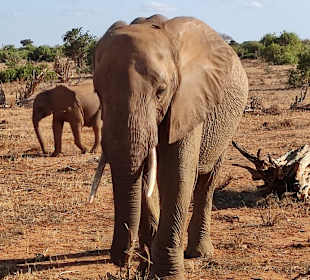 Elefanten in Tsavo-Ost 