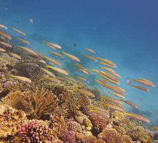 Korallengarten...