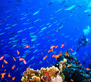 Intaktes Hausfriff für Schnorchler & Taucher